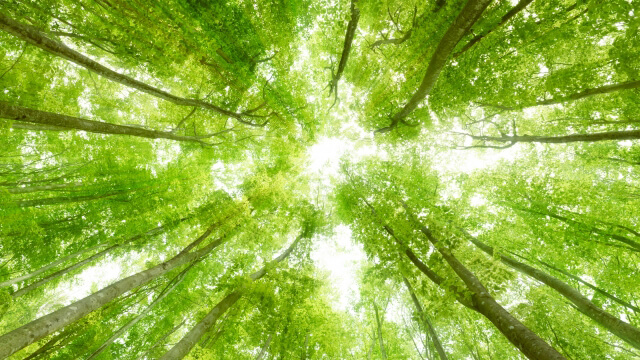 25104033_s - 株式会社SeaChallenge Looking up through tall green trees at a bright, leafy canopy from the forest floor.