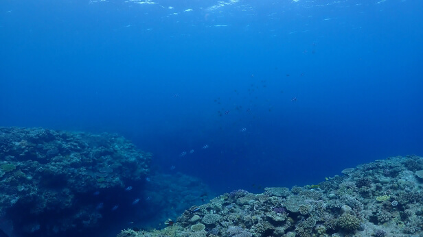 Underwater view of a coral reef with blue water and sunlit surface, showing rocky coral formations along the seabed.
