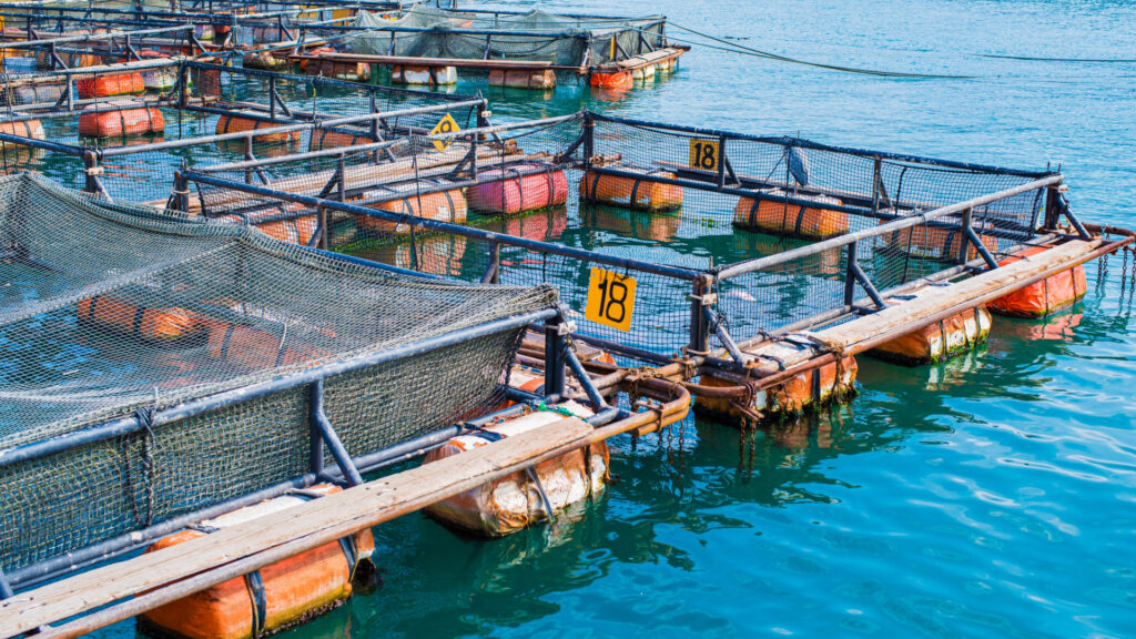 Floating lobster/fish farming cages on turquoise water with orange floats and metal nets.