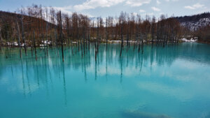 Turquoise lake with numerous bare, dead trees standing in the water and snow on the distant banks under a blue sky.