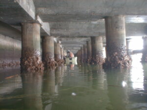 中性化作業 - 株式会社SeaChallenge Person in an orange life vest operates a small maintenance craft beneath a pier, surrounded by barnacle-covered concrete columns and calm water.